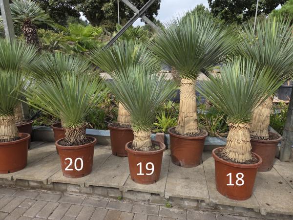 Yucca-Rostrata-18